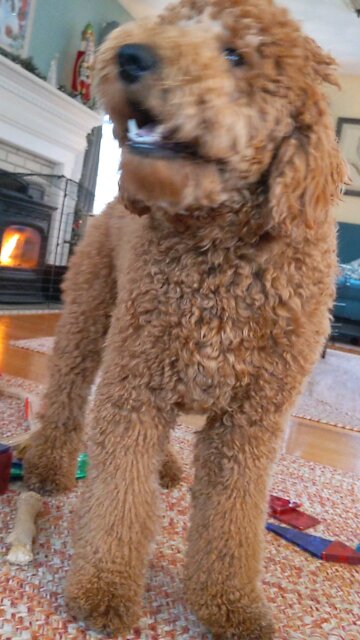 Dolly Doodle playtime