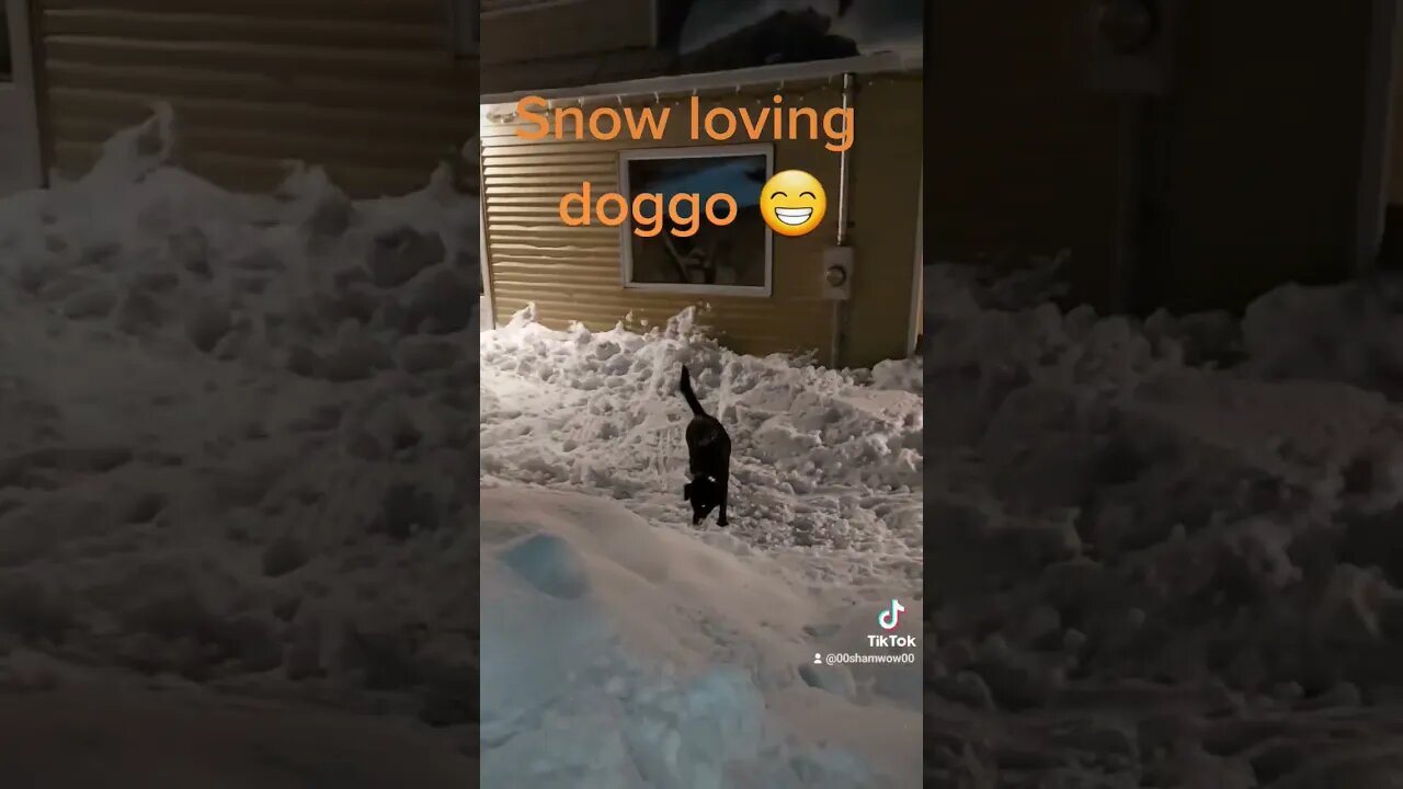 Snow loving Doggo😁 #dog #pets #animals #winter #snow