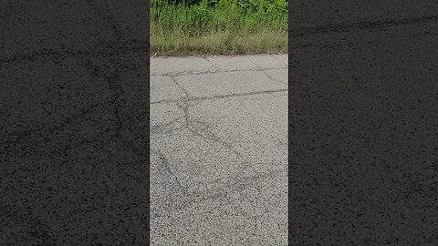 is there bug #shorts