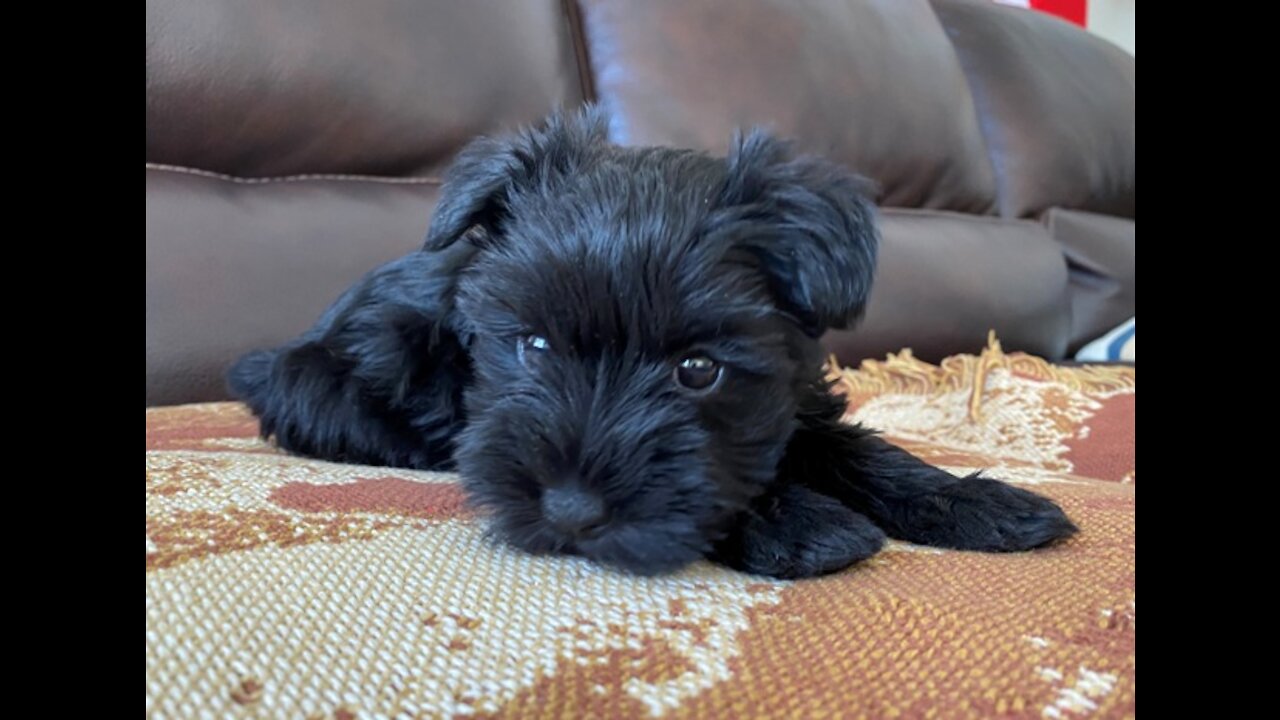 Miniature Schnauzer Puppies are playing on the yard