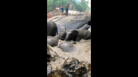 Elephants play in Thailand