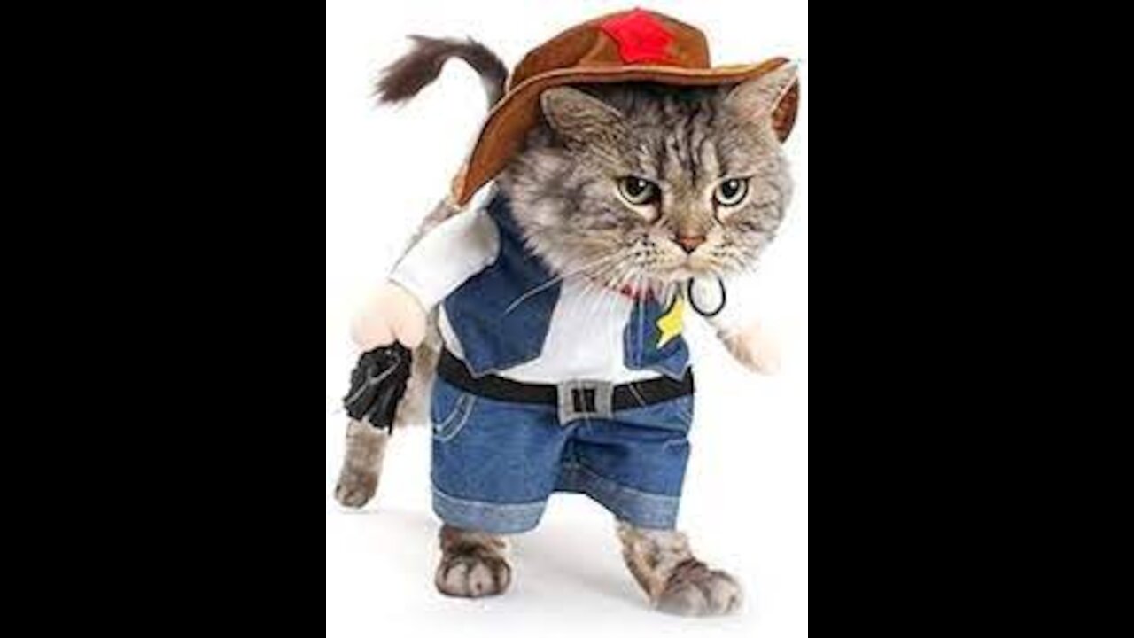Cat Videos That Will Brighten Up Your Day 2021!😹