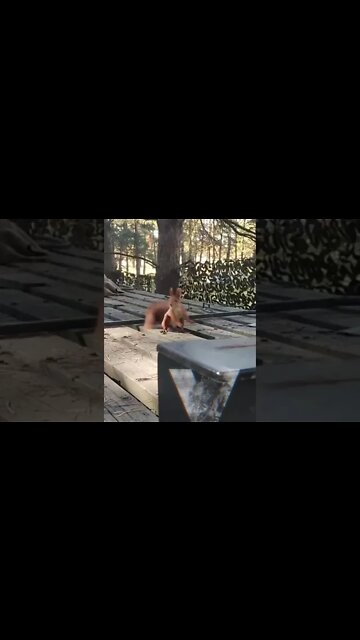 Private Belkin - Scout of the V group works for nuts🇷🇺