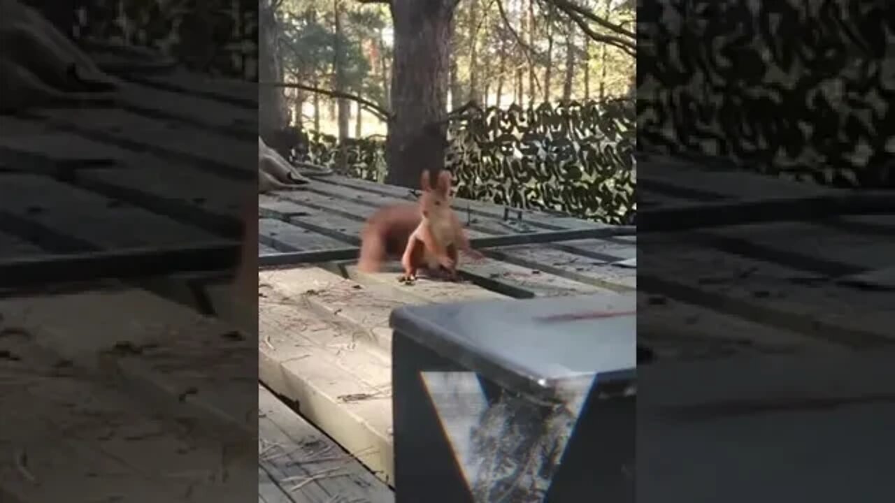 Private Belkin - Scout of the V group works for nuts🇷🇺