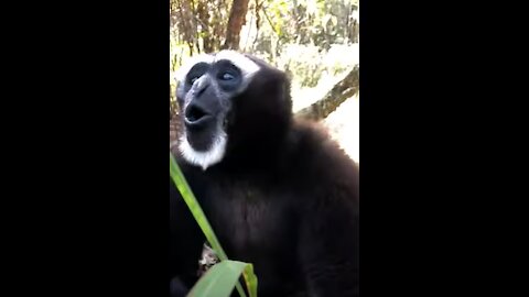 Monkey Crying