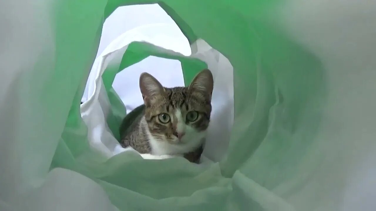 Hello Hooman, what R U Doin' in the Cat Tunnel?