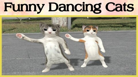 Amazing Dancing Cats