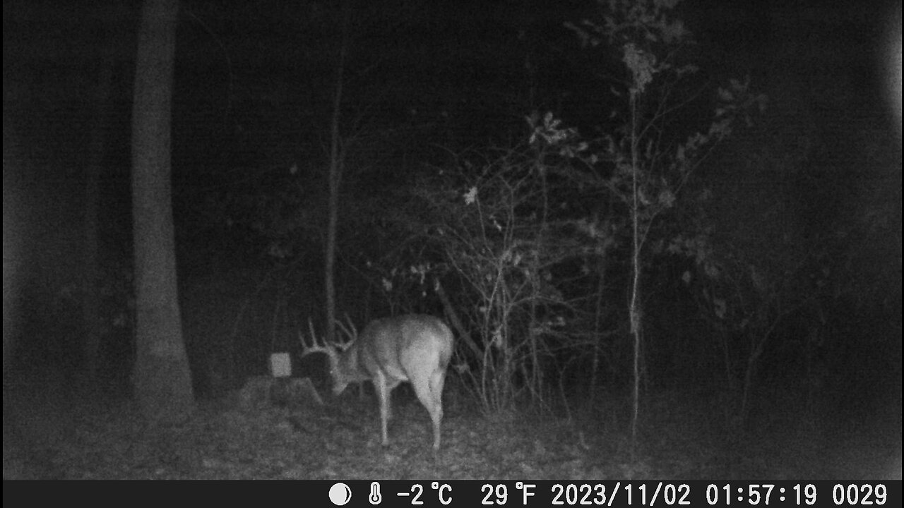 That’s a nice buck