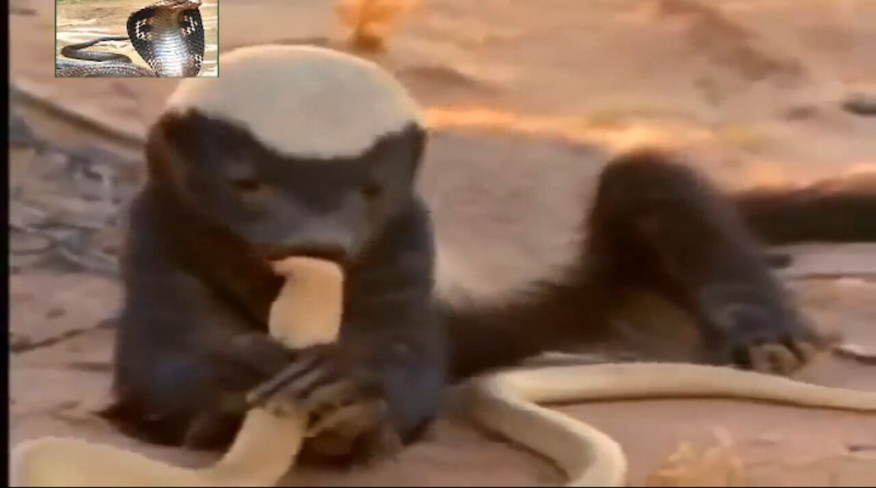 How a small animal Honey Badgers abstain and devour a cobra Snake