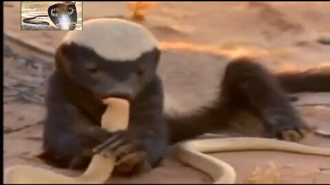 How a small animal Honey Badgers abstain and devour a cobra Snake