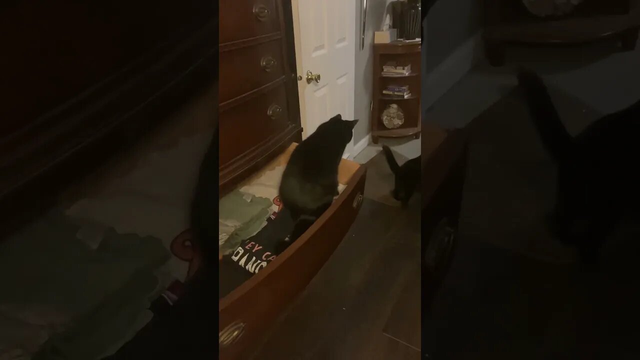 This Happens When You Leave a Drawer Open