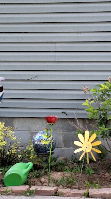 Hummingbird searches for feeder