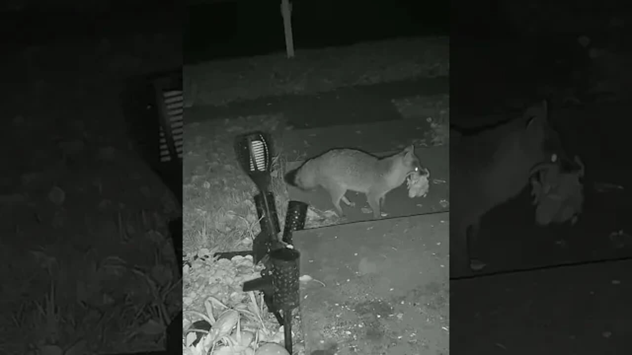 The Fox Puts The Chicken Back #Shorts 🍁🍗