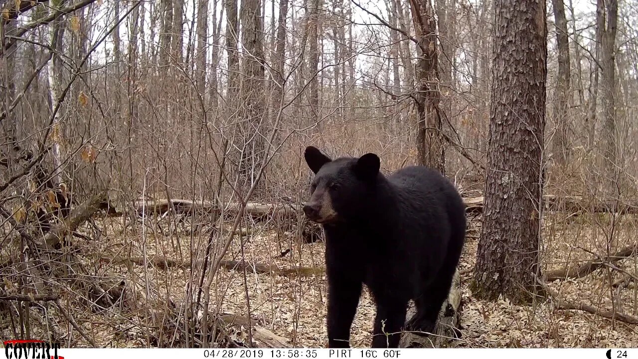 BEARS ON A LOG - Teaser