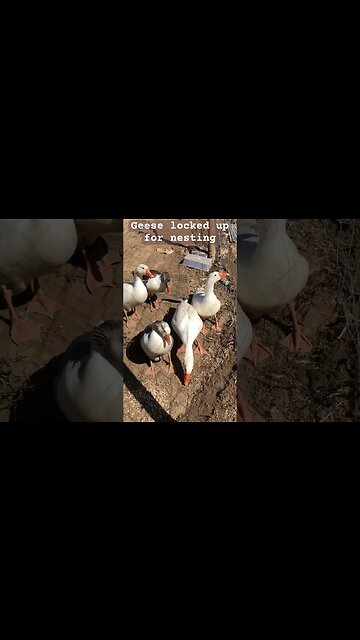 Feeding geese ❤️