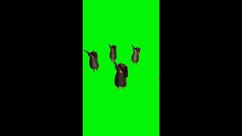 Dancing Rats | Green Screen