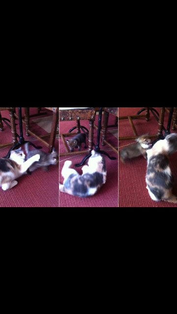 Baby Fox Meets Cat, Adorable Playtime Ensues