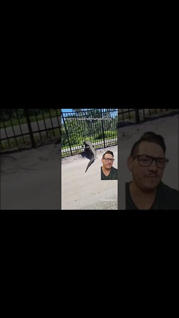 Alligator attacks are on the rise... but why?