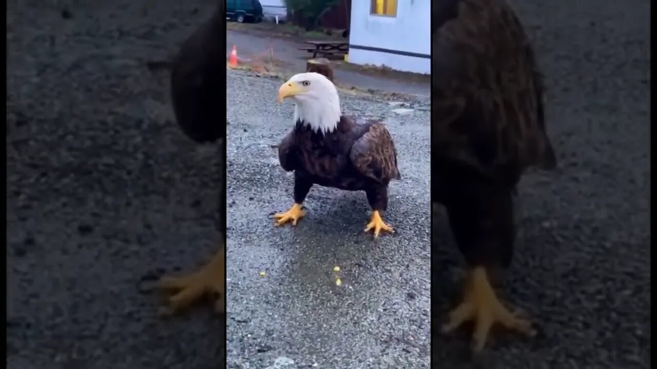 Guy feeds a bald eagle a hard boiled eggg #shorts #crazyvideo #baldeagle #egg