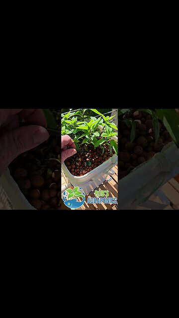 Small Aquaponics System #aquaponics #backyardaquaponics