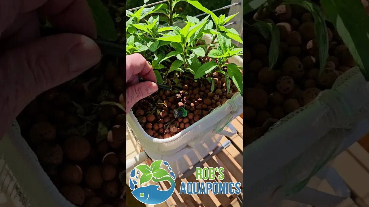 Small Aquaponics System #aquaponics #backyardaquaponics