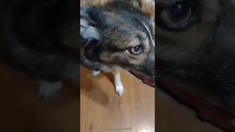 Good Girl Ganaya