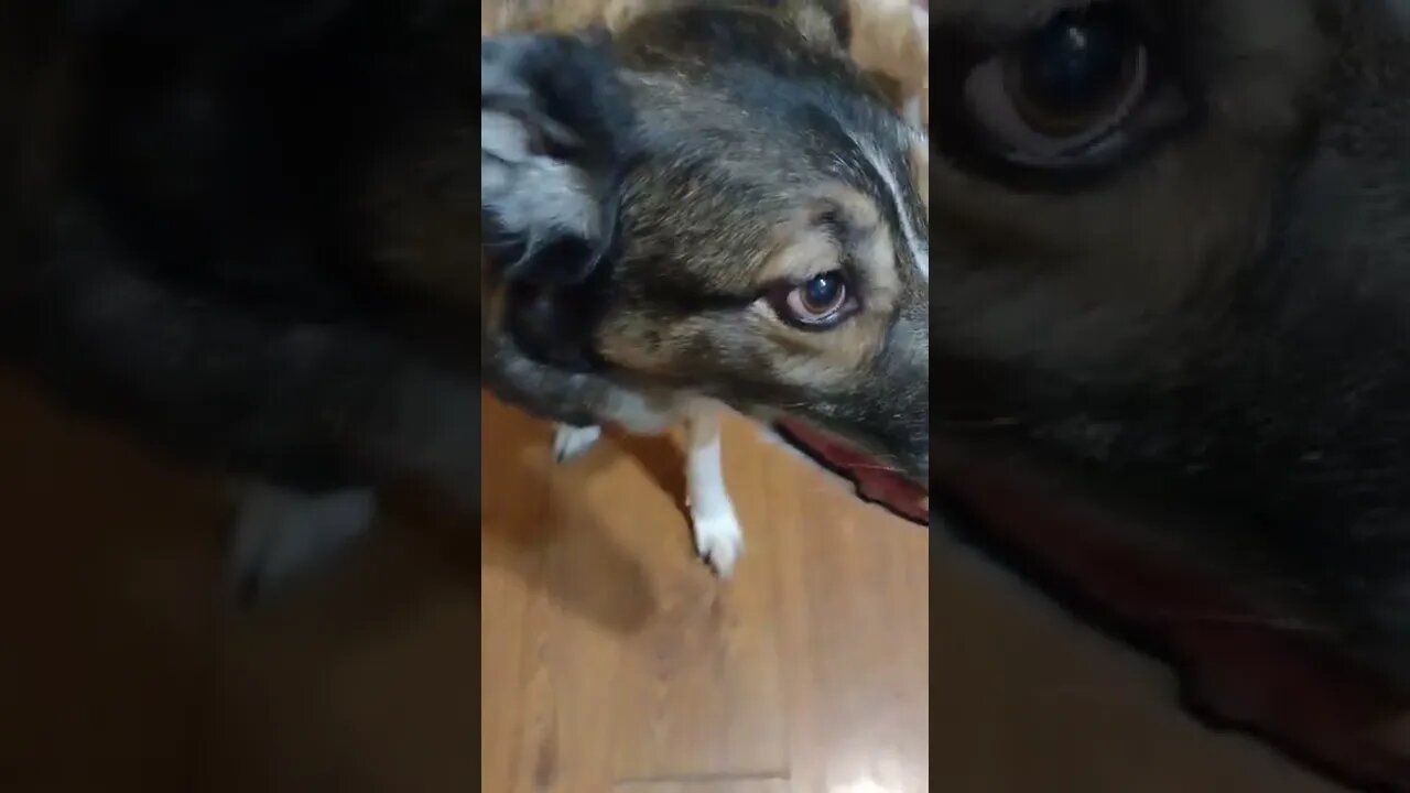 Good Girl Ganaya