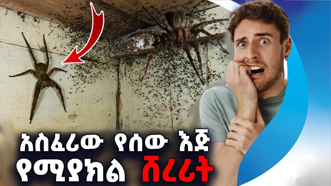 አስፈሪው የሰው እጅ የሚያክል ሸረሪት | Spider | Scary | Big | Brazil | Animal