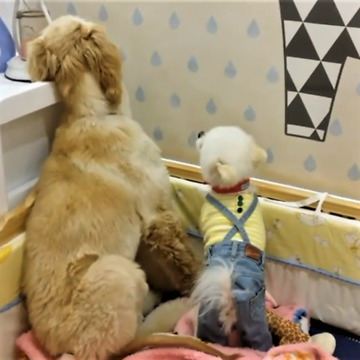 Angry Pomeranian keeps much bigger dog in check