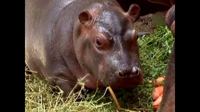 Hello to Baby Hippo