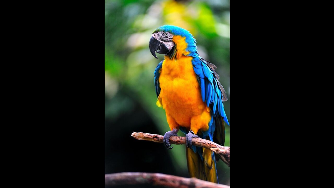 Super strong parrot opening beer bottles !