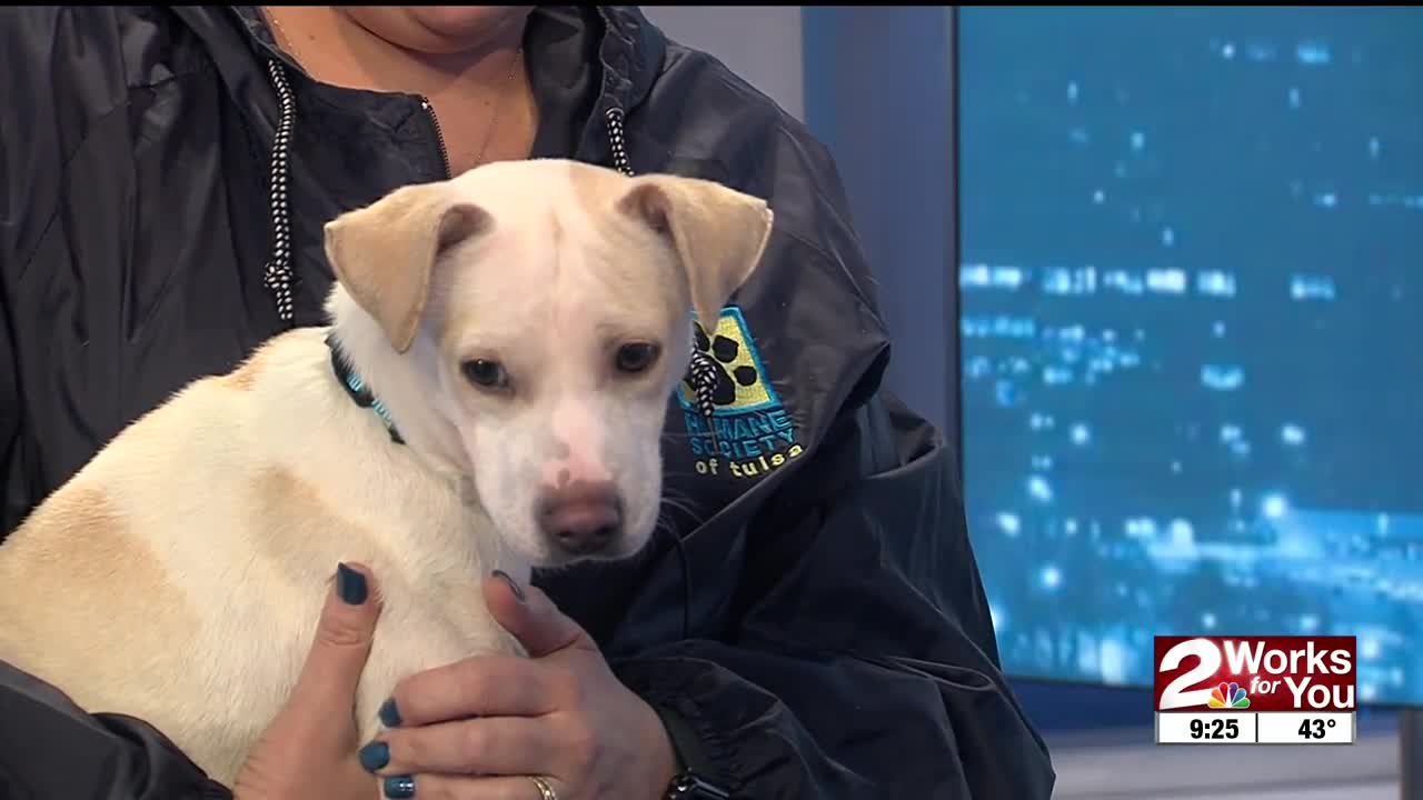 Pet of the Week: Chester