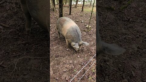 Pig Rooting in the Woods @UncleTimsFarm #kärnəvór #carnivore #shorts #pigtalk