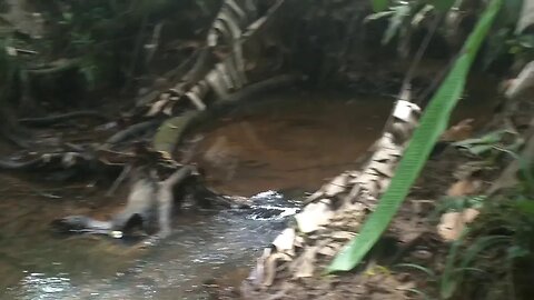 Getting Water in the Jungle