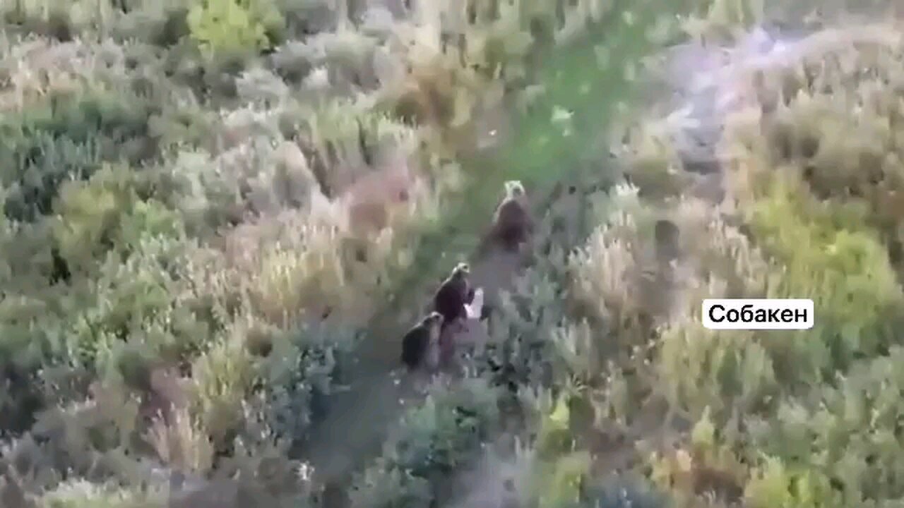 Мasha and the Bear