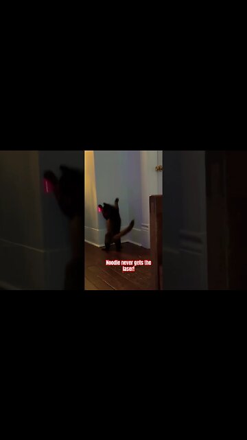 Cat VS Laser! 🐈 | Funniest Cats #cats#funny#entertainment