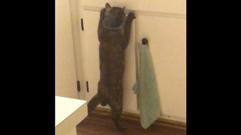 Sneaky cat hides behind kitchen drawers