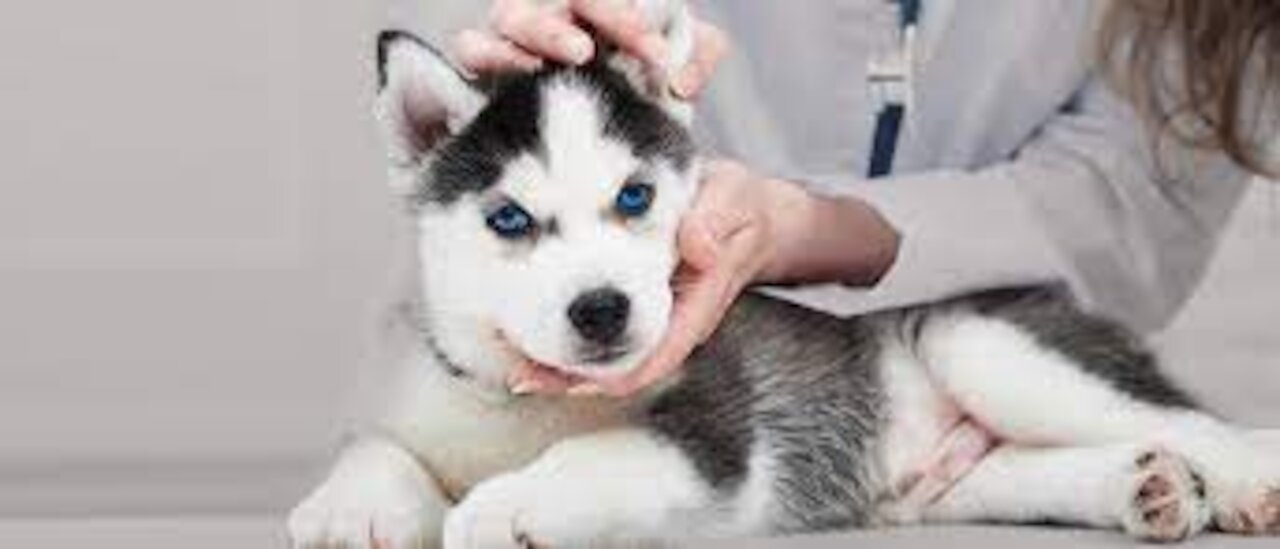 FUNNY Husky Puppies FUNNY Husky Puppies Compilation !! SUPER CUTE!! SUPER CUTE!!