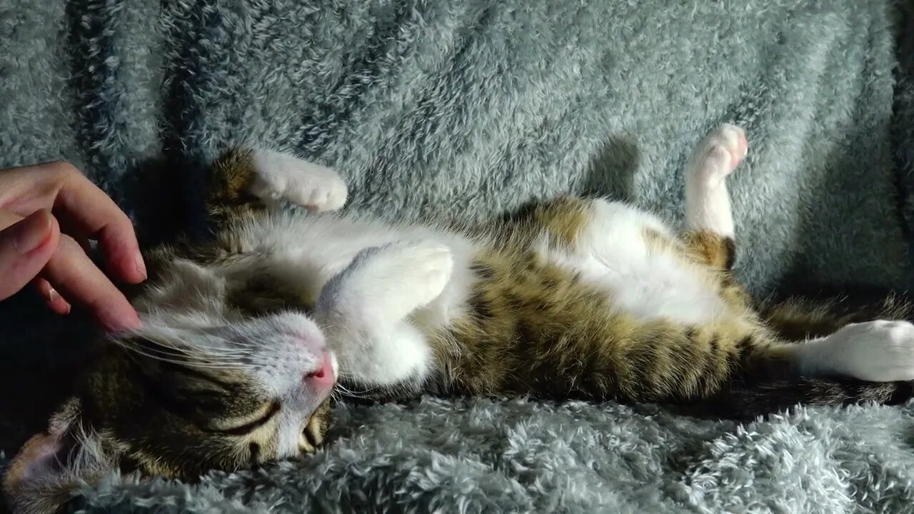 Relaxed Small Cat Sleeps Upside Down