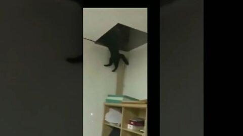 Gato Bartolomeu Tunico 🤣🤣 gatos engraçados gatos aprontando