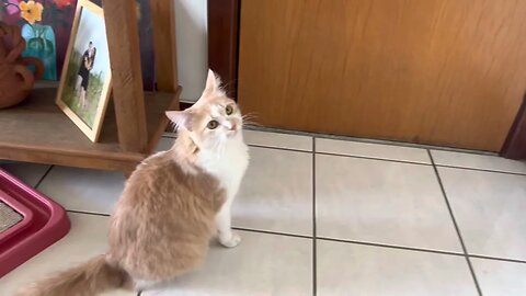 Gato Miando