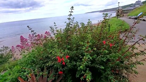 Beautiful Plants by the Coast #shorts #yorkshire #sea #scarbrough #uk #coast