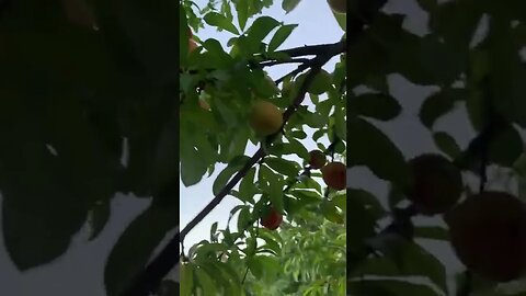 A Nice Crop Of Peaches This Year