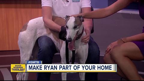 Nov. 26 Rescues in Action: Ryan ready for forever home