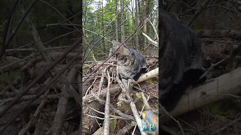 Shadow on his log pile.