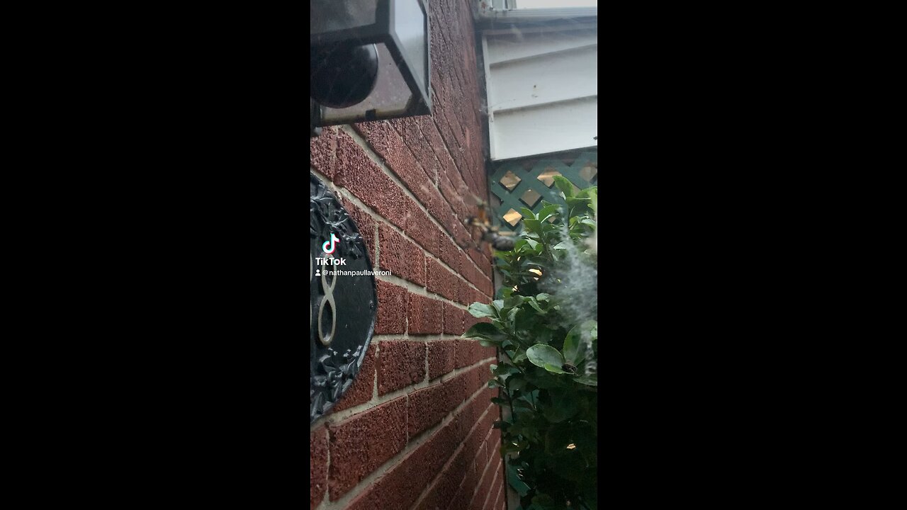 High spider gets munchies