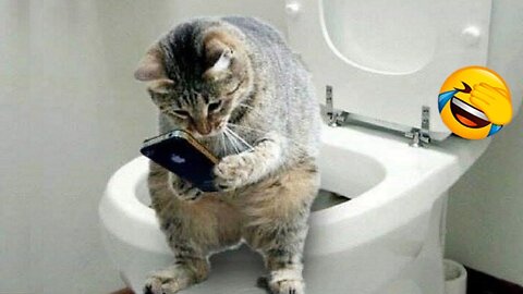 Try Not To Laugh Animals | Funniest Cat Videoes In The World | Funny Animal videos