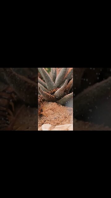 Carol of the Invertebrates!