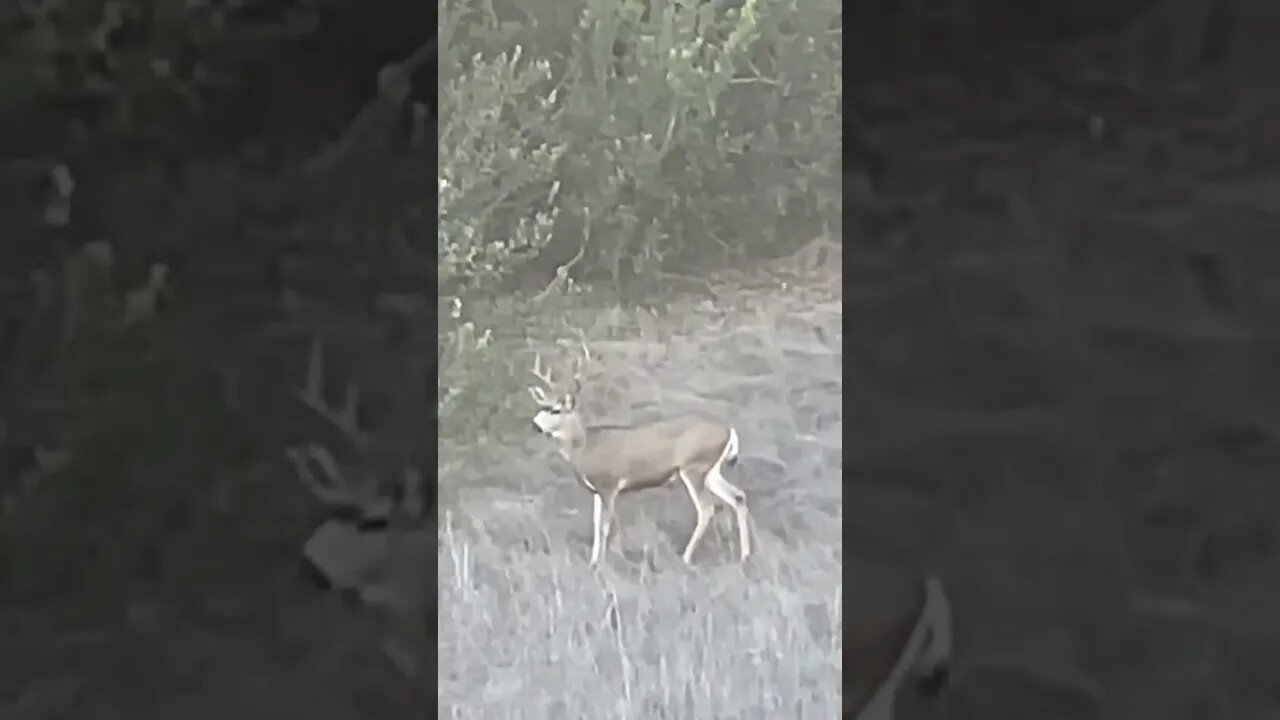 GIANT SOCAL MULE DEER!