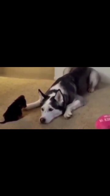 Husky Welcomes Precious Little Puppy Into The Family